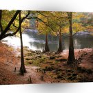 Tree Fall On Calm River A1 XLarge Canvas