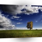 Tree Field Elevations A1 XLarge Canvas
