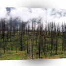 Tree Fire Fall A1 XLarge Canvas