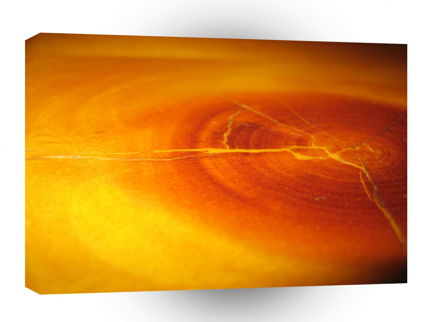 Tree Fire Rings A1 XLarge Canvas