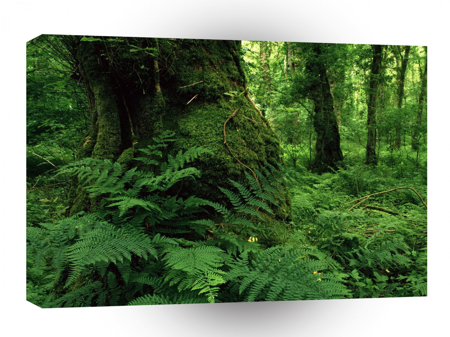 Tree Forest Ireland A1 XLarge Canvas