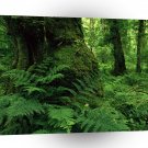 Tree Forest Ireland A1 XLarge Canvas
