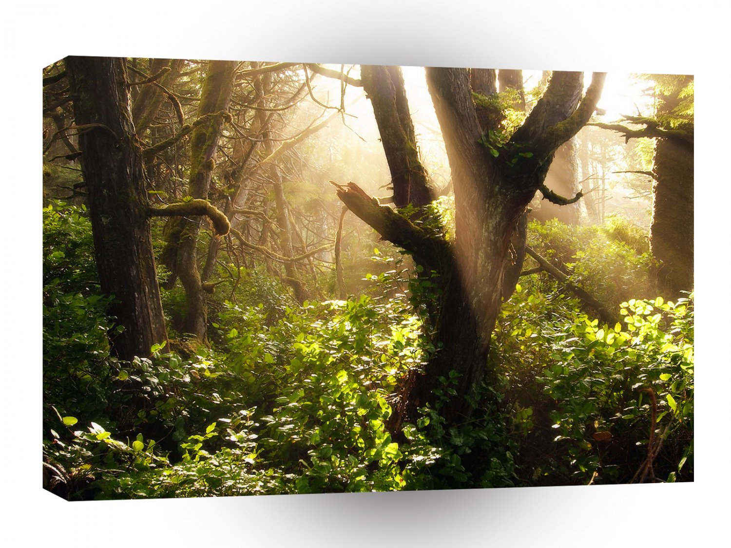 Tree Gloomy Woods A1 XLarge Canvas