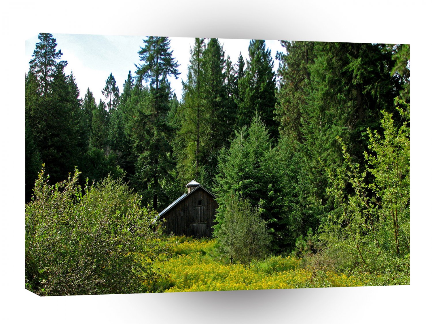 Tree Green Shack A1 XLarge Canvas