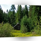 Tree Green Shack A1 XLarge Canvas