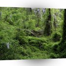 Tree Greener Wood A1 XLarge Canvas