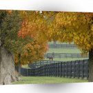 Tree Horse Farm A1 XLarge Canvas