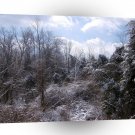 Tree Icey Frost A1 XLarge Canvas