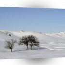 Tree Icey Snowscape A1 XLarge Canvas