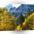 Tree June Lake California A1 XLarge Canvas