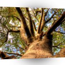 Tree King Of Beech A1 XLarge Canvas