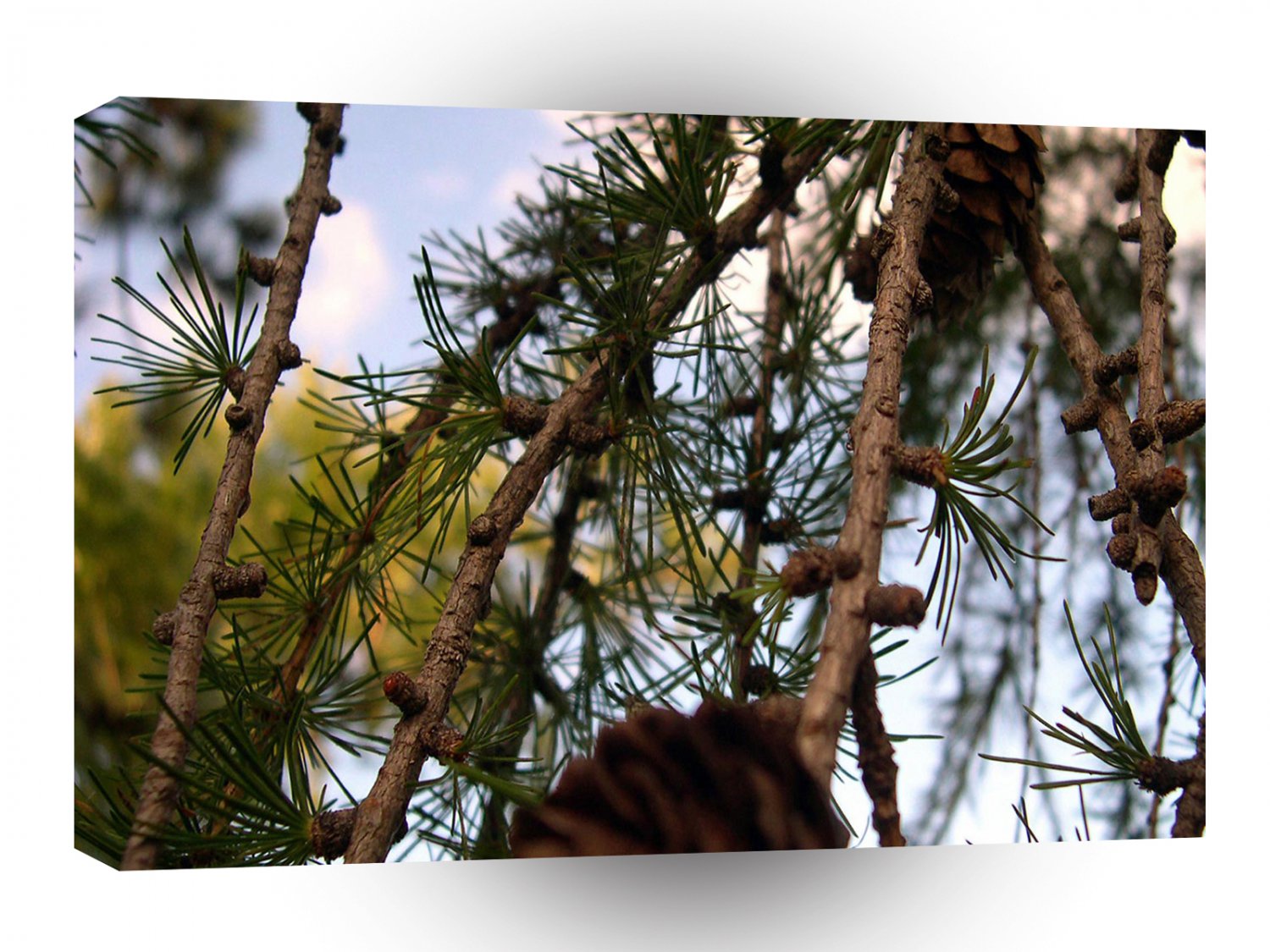 Tree Larch A1 XLarge Canvas