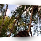Tree Larch A1 XLarge Canvas