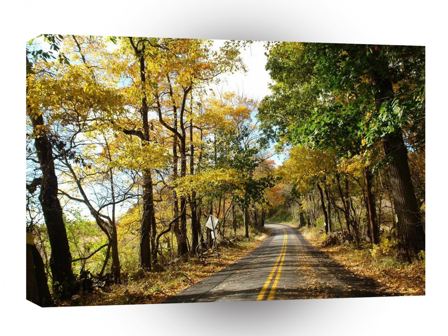 Tree Leaves On The Road A1 XLarge Canvas