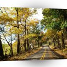 Tree Leaves On The Road A1 XLarge Canvas