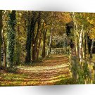 Tree Light Of Autumn A1 XLarge Canvas