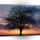 Tree Lone At Sunset A1 XLarge Canvas