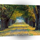 Tree Louisville Roadway Kentucky A1 XLarge Canvas