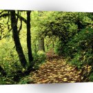 Tree Maple Lined Silver Creek A1 XLarge Canvas