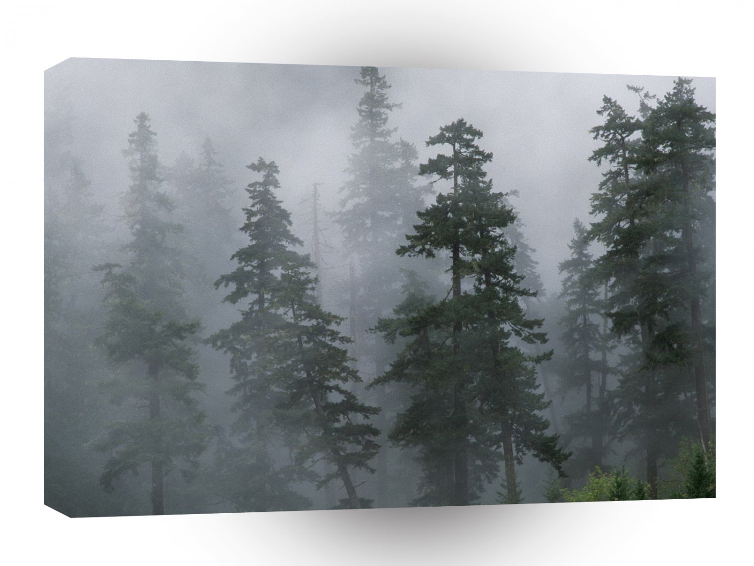 Tree Mist Storm Mount Hood A1 XLarge Canvas