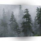 Tree Mist Storm Mount Hood A1 XLarge Canvas