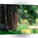 Tree Misty Reflections Yosemite A1 XLarge Canvas