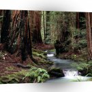 Tree Montgomery Woods California A1 XLarge Canvas