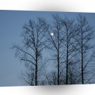 Tree Moonlit Blues A1 XLarge Canvas