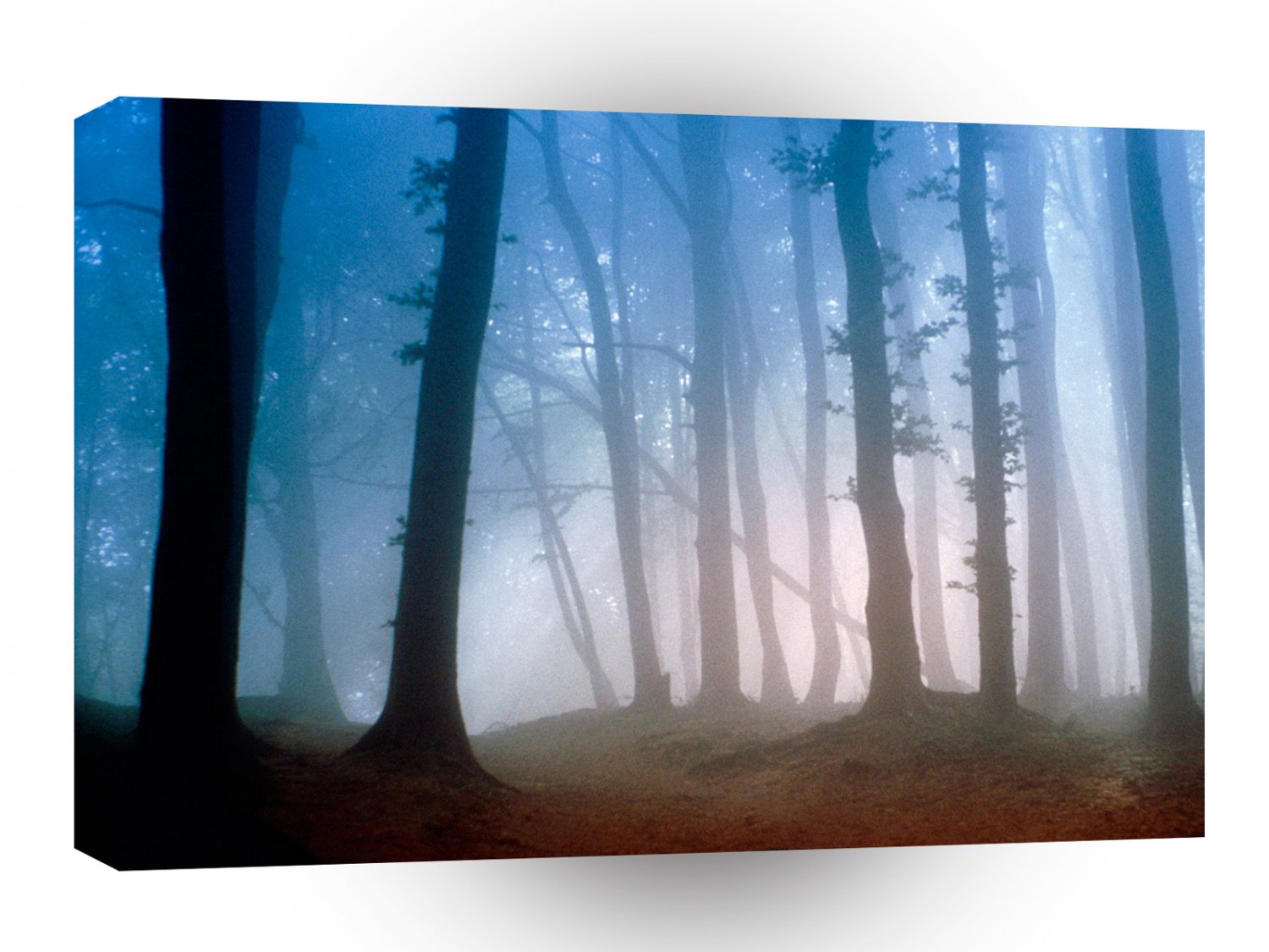 Tree Morning Light A1 XLarge Canvas