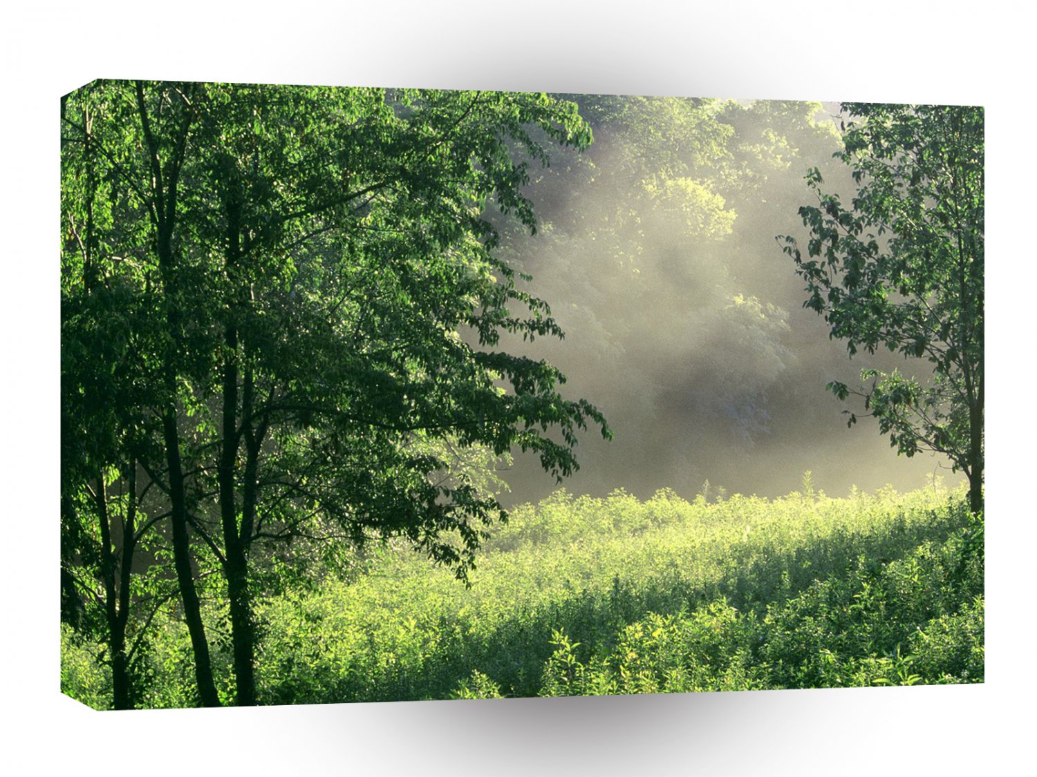 Tree Morning Meadow A1 XLarge Canvas