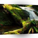 Tree Mossy Falls A1 XLarge Canvas