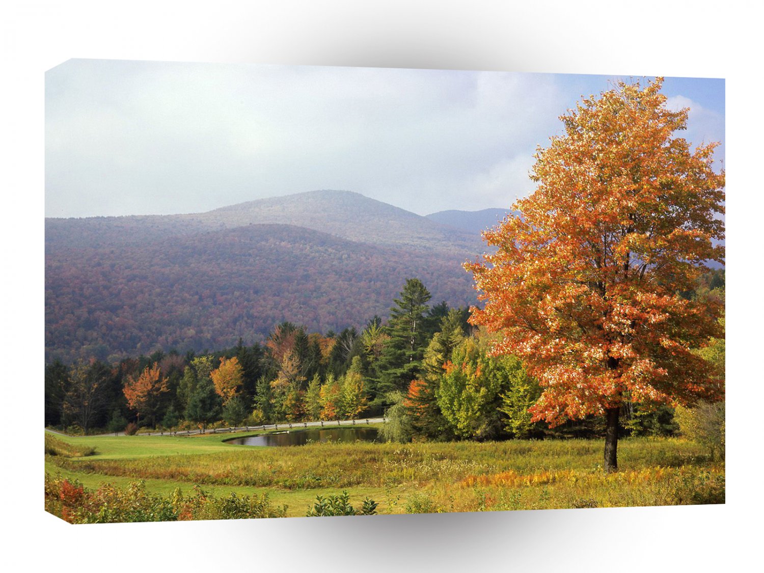 Tree Mount Mansfield Vermont A1 XLarge Canvas