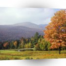 Tree Mount Mansfield Vermont A1 XLarge Canvas