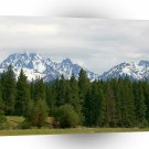 Tree Mountain Conifer A1 XLarge Canvas