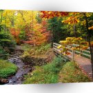 Tree Munising Falls Trail Michigan A1 XLarge Canvas