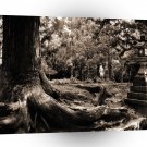 Tree Nara Forest A1 XLarge Canvas
