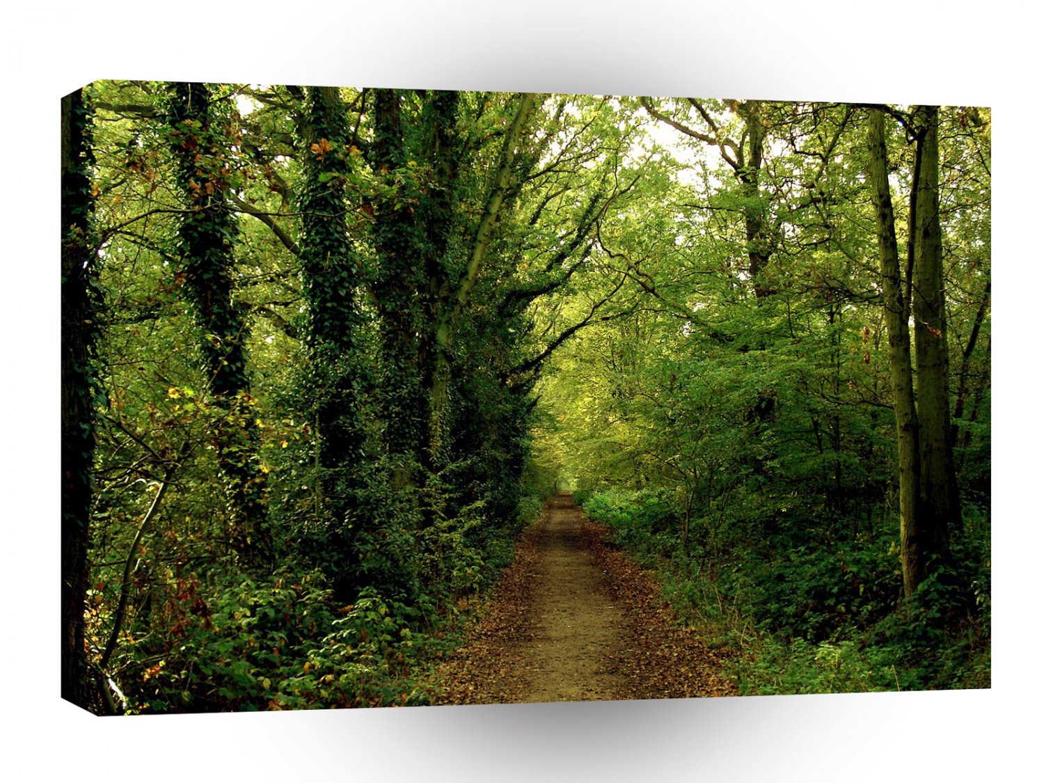 Tree Natures Pathway A1 XLarge Canvas
