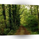 Tree Natures Pathway A1 XLarge Canvas