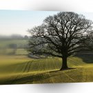 Tree Oaks Enormous A1 XLarge Canvas