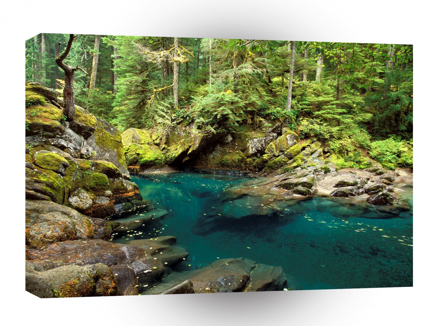 Tree Ohanapecosh River Mt Rainier A1 XLarge Canvas