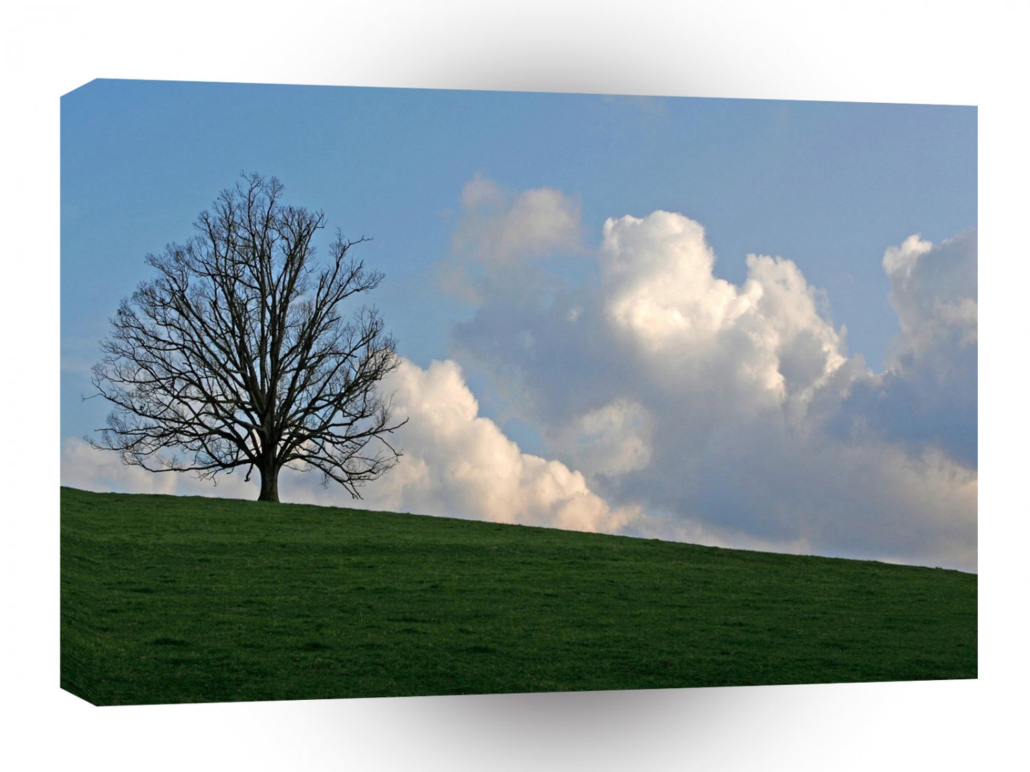 Tree One Hill A1 XLarge Canvas