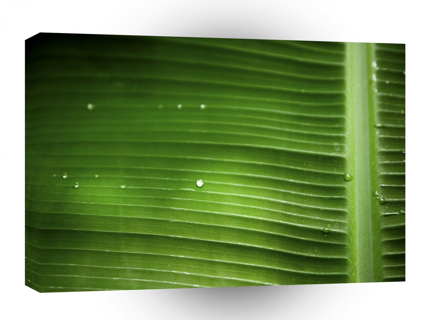 Tree Palm Close Up A1 XLarge Canvas