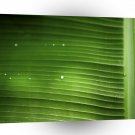 Tree Palm Close Up A1 XLarge Canvas