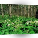Tree Parsnip Quaking Aspen Colorado A1 XLarge Canvas