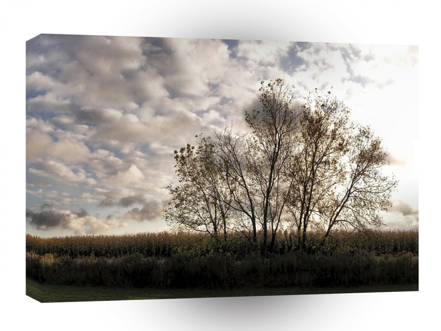 Tree Peaceful Place A1 XLarge Canvas
