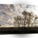 Tree Peaceful Place A1 XLarge Canvas