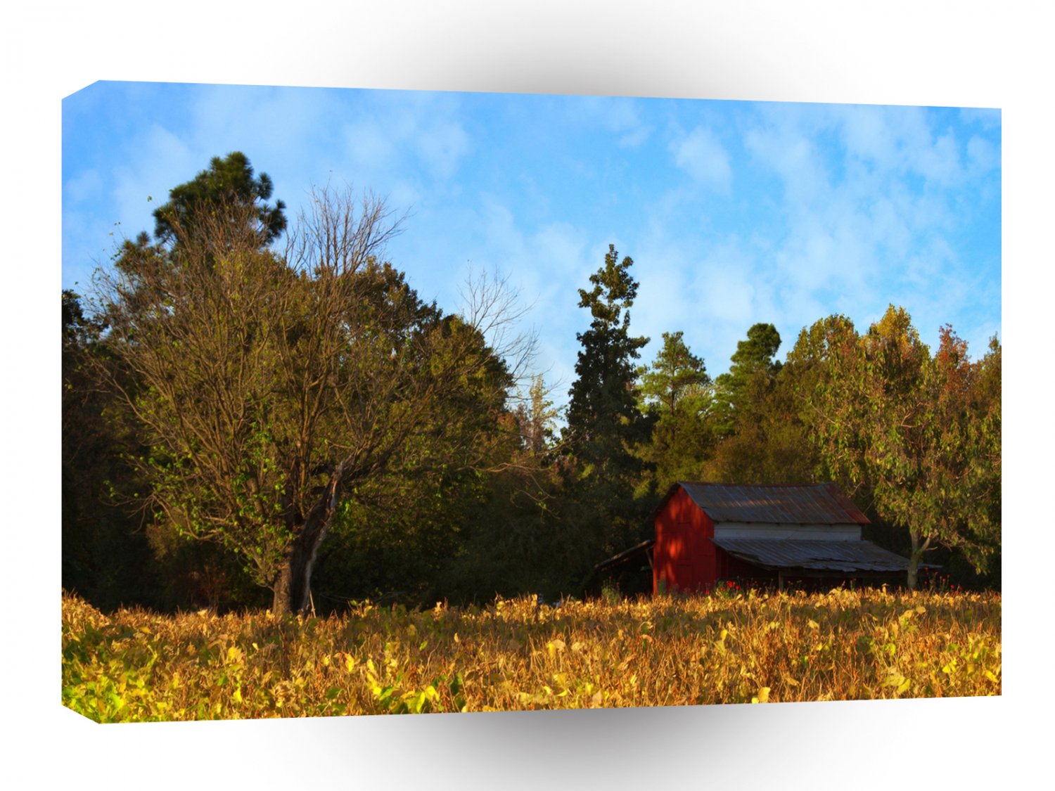 Tree Piney Grove Farm A1 XLarge Canvas