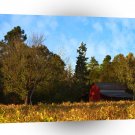 Tree Piney Grove Farm A1 XLarge Canvas