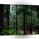 Tree Piney Woods A1 XLarge Canvas