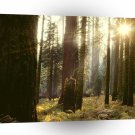 Tree Reaching Through California A1 XLarge Canvas
